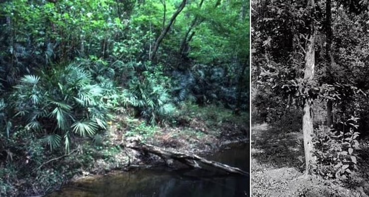 райский сад эдем