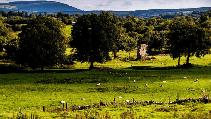 Carol Di Rienzo Cornwell/Alamy