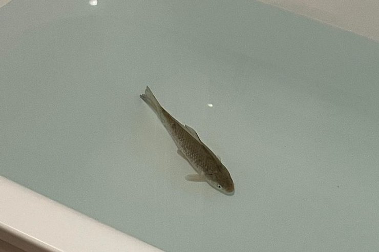 Рыба, карась, ванная, вода