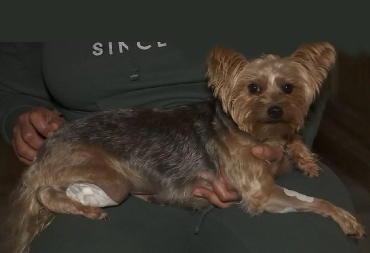 фото, Старла, йоркширский терьер