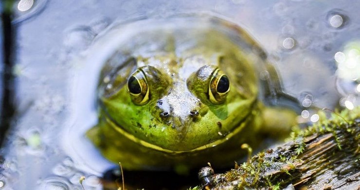 лякушка-бык