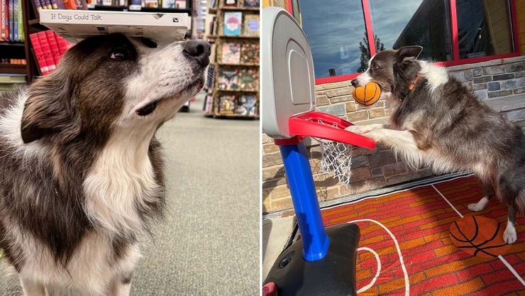 Самый умный в мире пес побил два рекорда Книги рекордов Гиннеса, достижения, животные, достижения, интересное