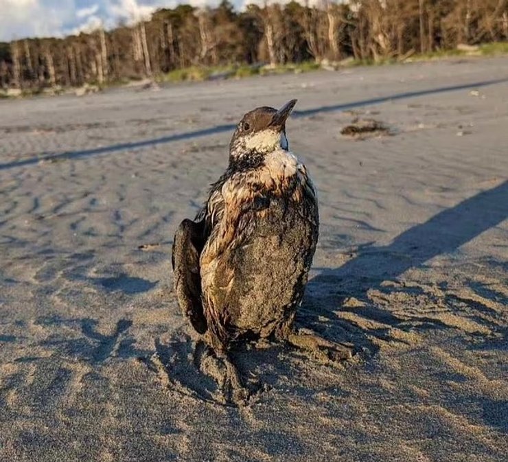 пляж птах нафта