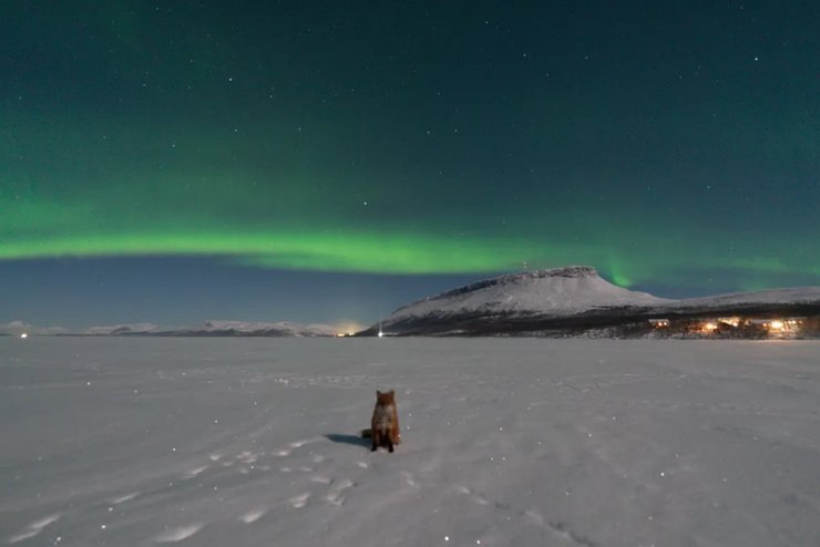полярное сияние лиса