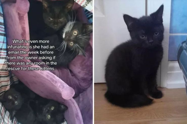 Женщина нашла в парке сумку с котятами внутри, находка, курьезы, интересные истории