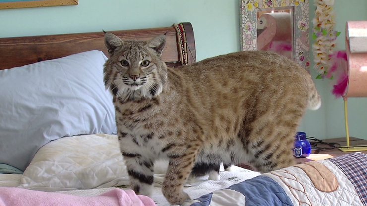 Бобкэт – порода далеко не для каждого любителя кошек