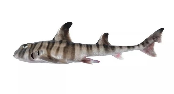 рогатая акула новый вид