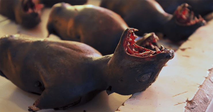 летучие мыши, Индонезия, коронавирус