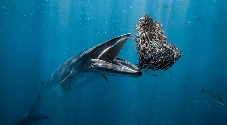 кит океан кормление