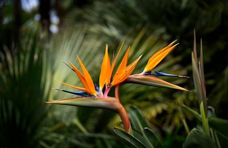 Стрелиция опасна для детей и животных.