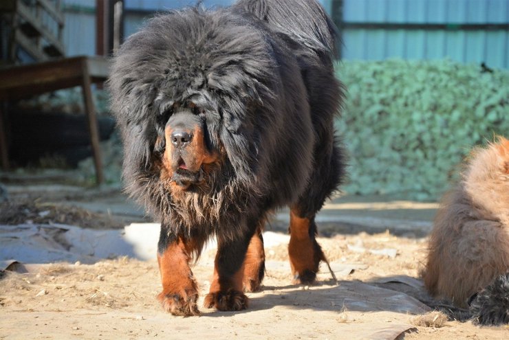 Мастиф тибетский мастиф стоимость