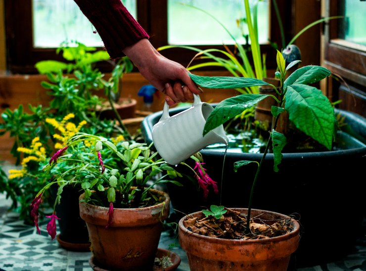 авокадо полив