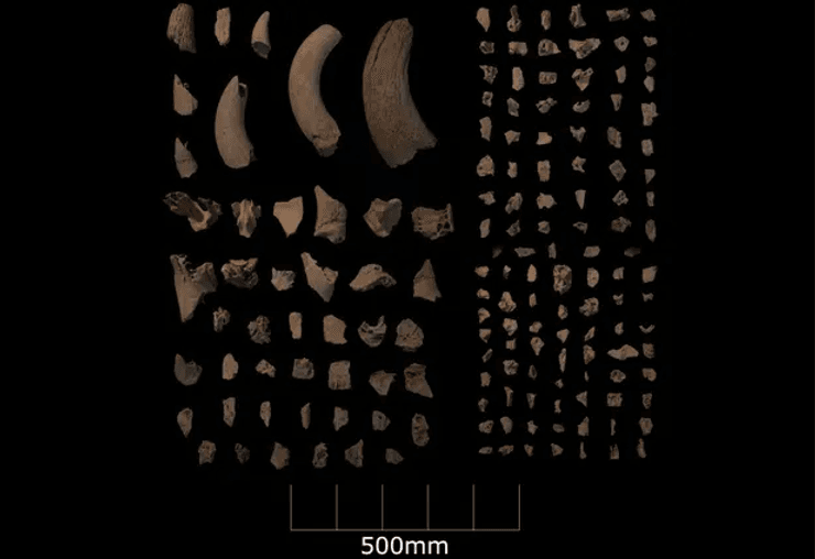 ями, розкопки, археологи, мезоліт, відкриття, археологія, дослідження, ландшафт, духовне значення, ритуальне значення, рештки, інструменти, струмок, річка, кістки, русло
