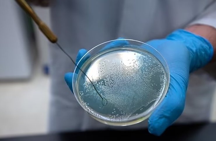 бактерии вампиры