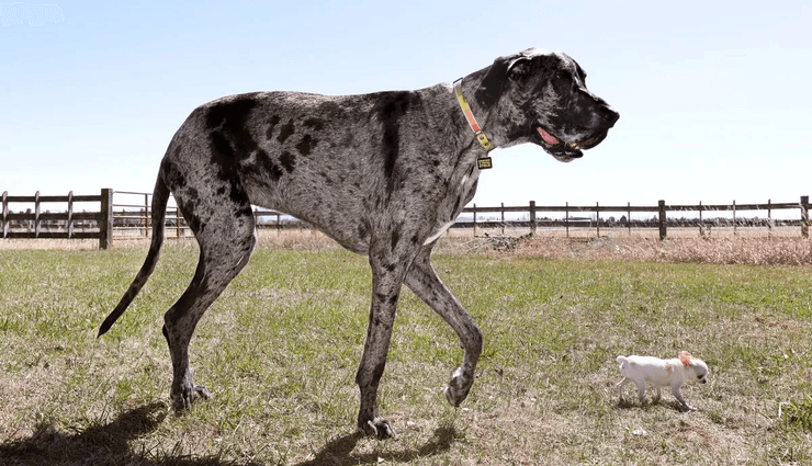 Найвищий собака, найнижчий собака, яка різниця у зрості, рекорд, книга рекордів Гіннесса, світовий рекорд, ювілей, чихуахуа, дог