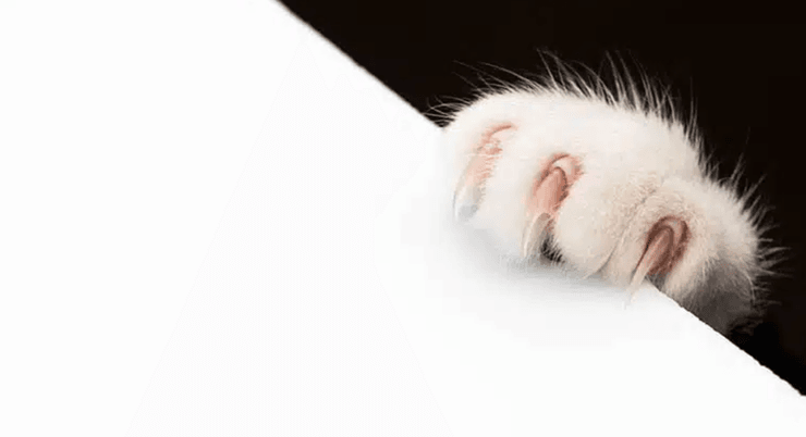 Когти кошки, впившиеся в поверхность, как пример инстинктивного поведения питомца