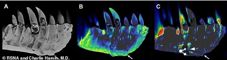 Компьютерная томография, челюсть, динозавр, тираннозавр