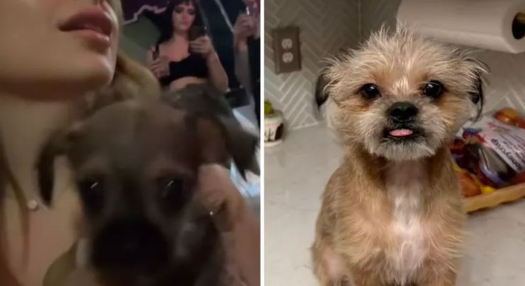 Женщина купила породистого пса, который на самом деле оказался дворнягой, она показала фото до и после, курьезы