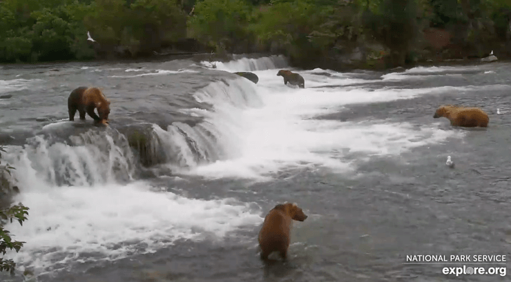 Медведи на реке Брукс