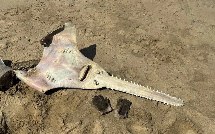 Большезубая рыба-пила, рыба, рыба-пила, скат