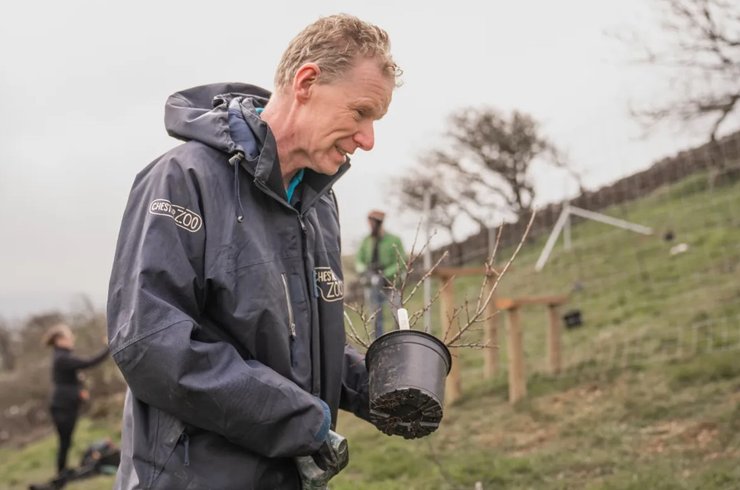 кизильник кустарник