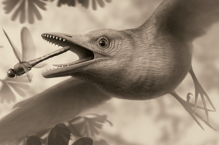 енанціорнісові птахи, древні птахи