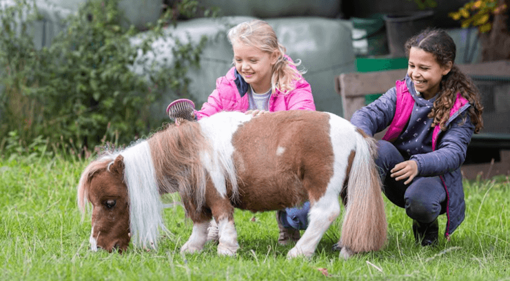 Пони, Германи, мировой рекорд, лошадь, Книга рекордов Гиннеса