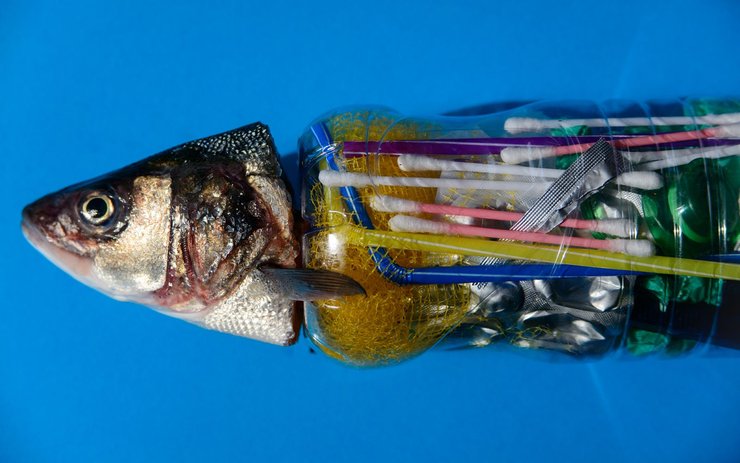 фото, рыба, внутри которой пластик