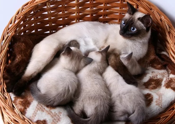 повзрослевшие котята сиам