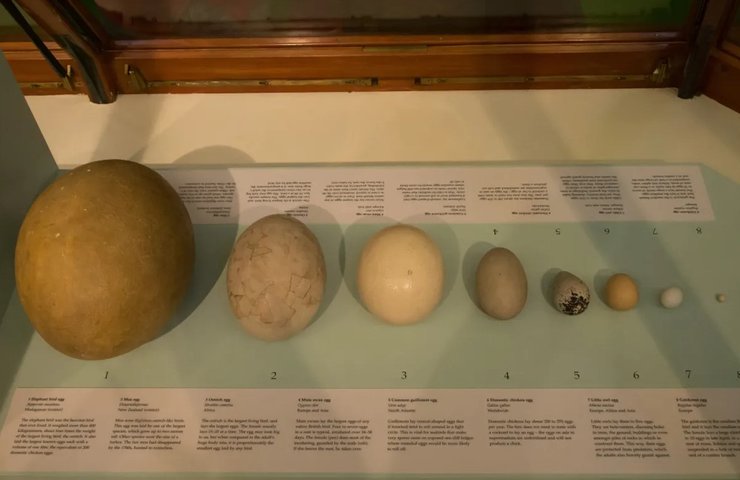 яйця птахи музей