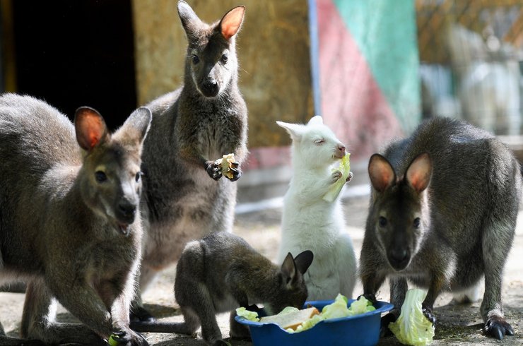 кенгуру, альбинос