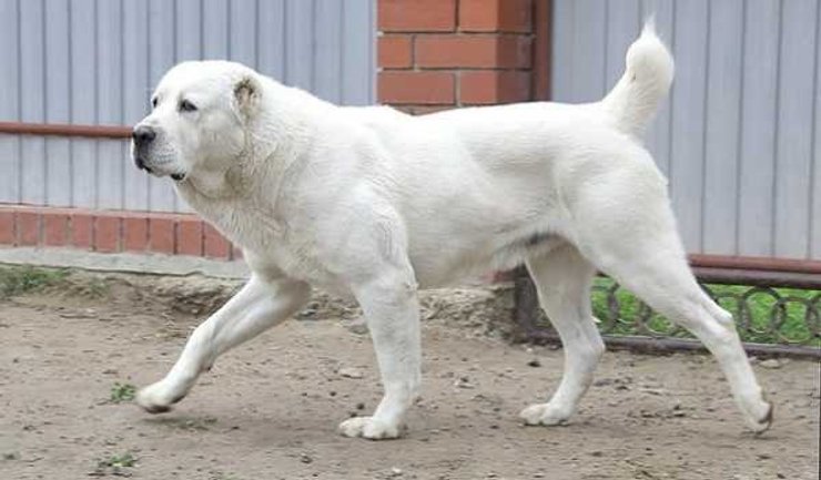 алабай, собака, фото