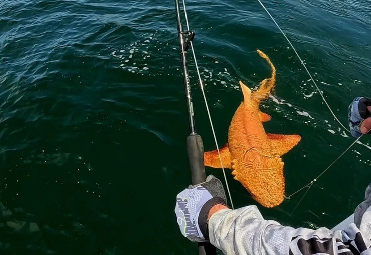 оранжевая акула