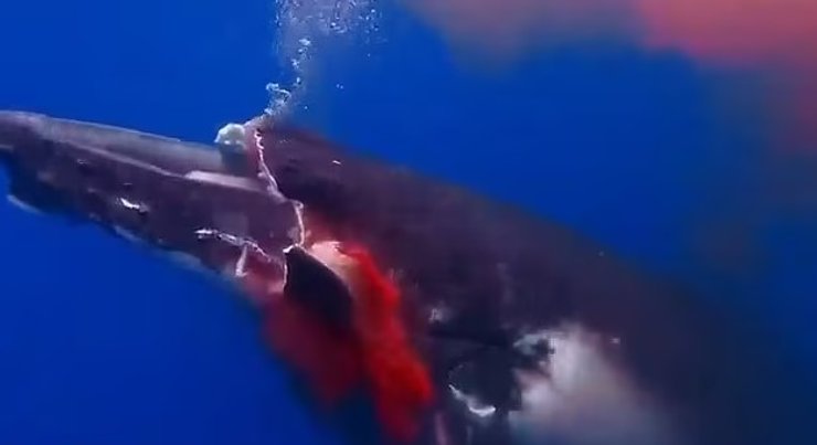 кит, горбатый кит, смерть горбатого кита