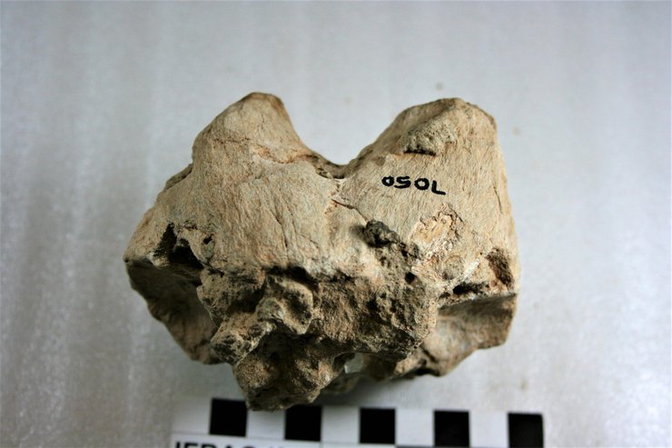 антилопа, череп, фото