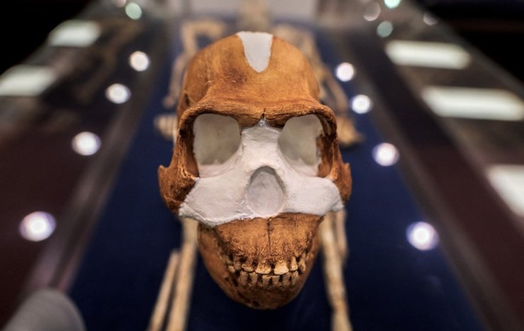 Homo naledi