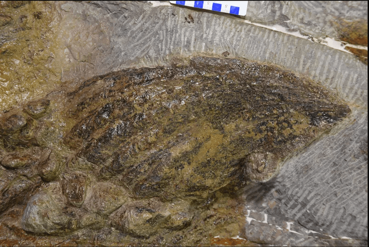 невредимый шип, динозавр, останки