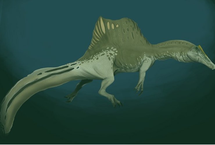 Cпинозавр, Spinosaurus aegyptiacus