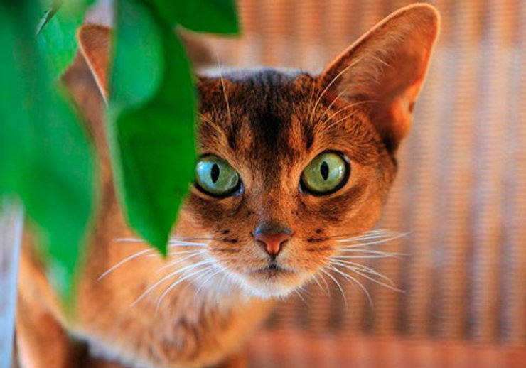 Абиссинская кошка