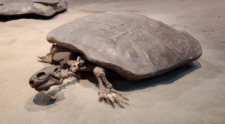 яйце, черепаха, динозаври, кладка яєць, ембріон