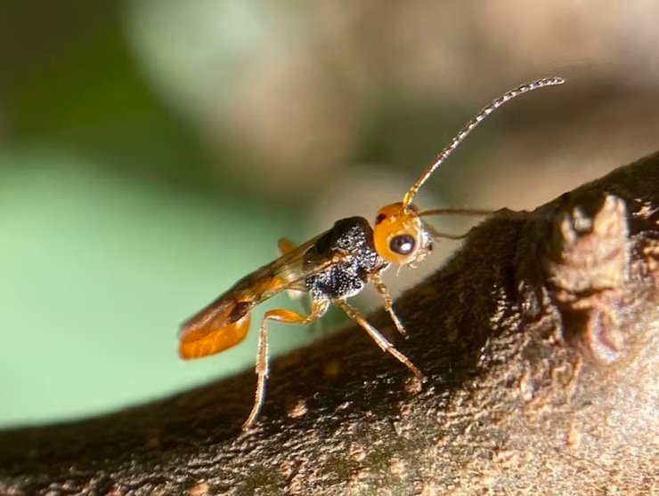 оса браконід