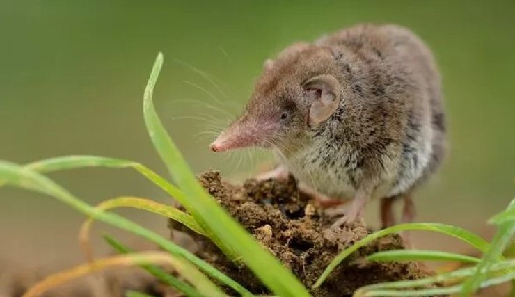 землеройка