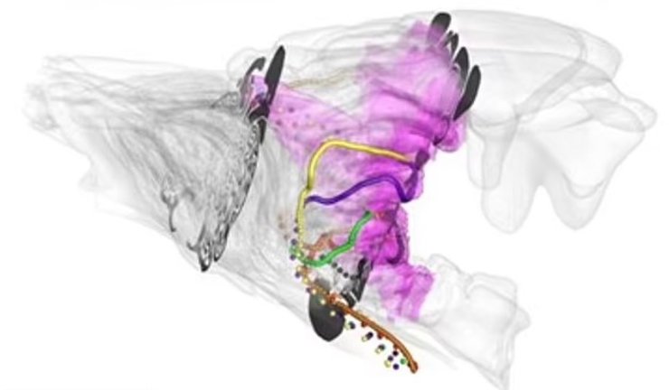 коты обоняние нос