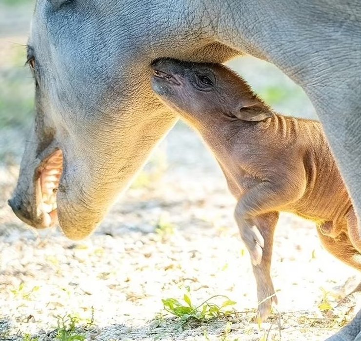барбіруси тварини