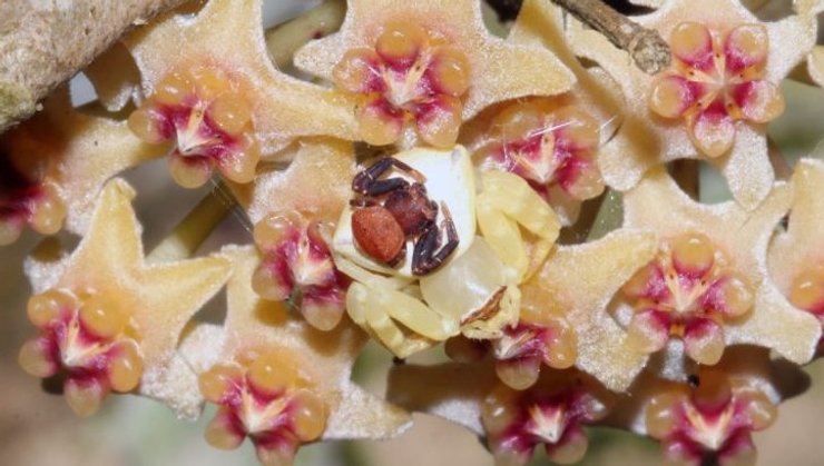 маскировка пауки крабы