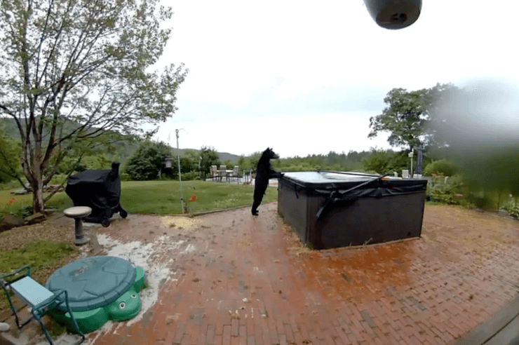 Черный медведь во дворе