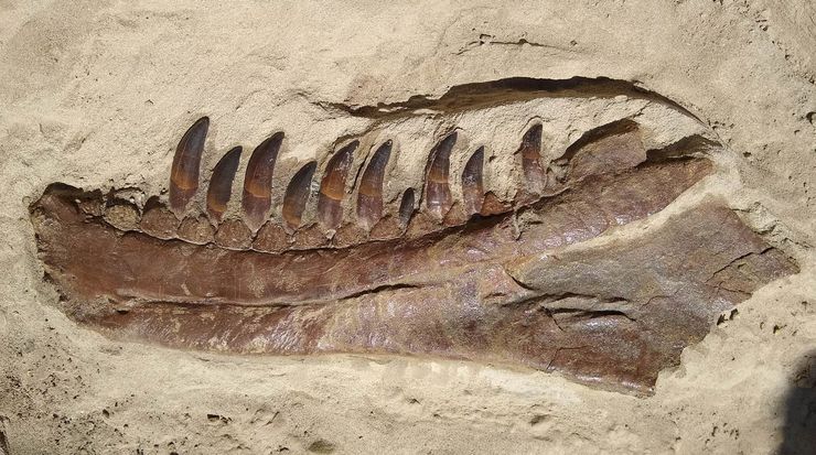 динозавр, скам'янілість