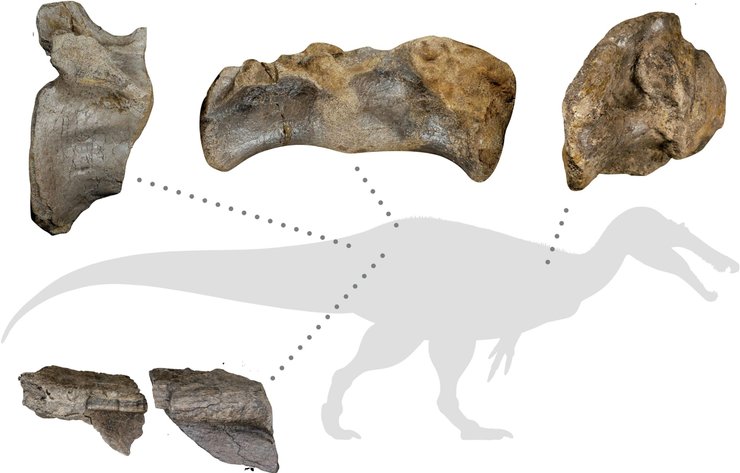 кости, динозавр