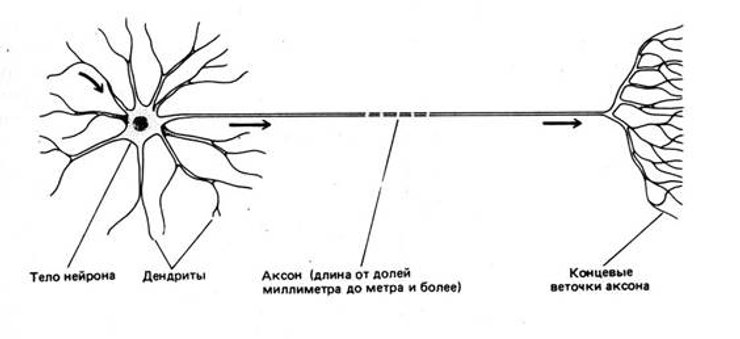 нейрон, нейронная связь