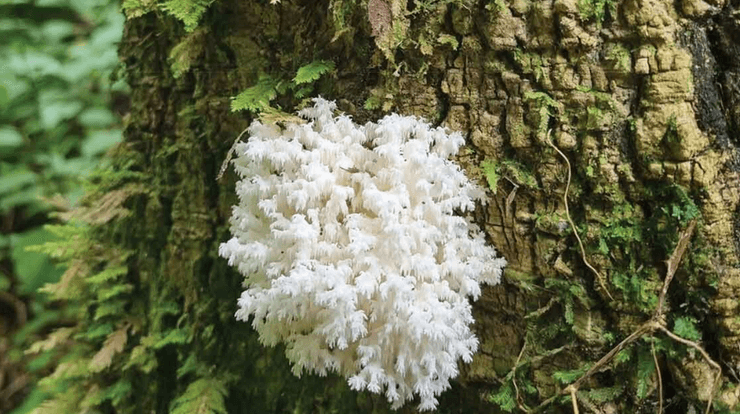 Гриб, новый вид, растение, грибы, белый призрак, целебные свойства,